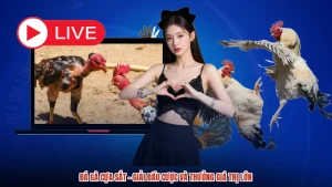 Đá Gà Cựa Sắt - Giải Đấu Cược Và Thưởng Giá Trị Lớn