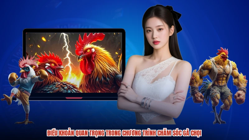 Điều khoản quan trọng trong chương trình chăm sóc gà chọi