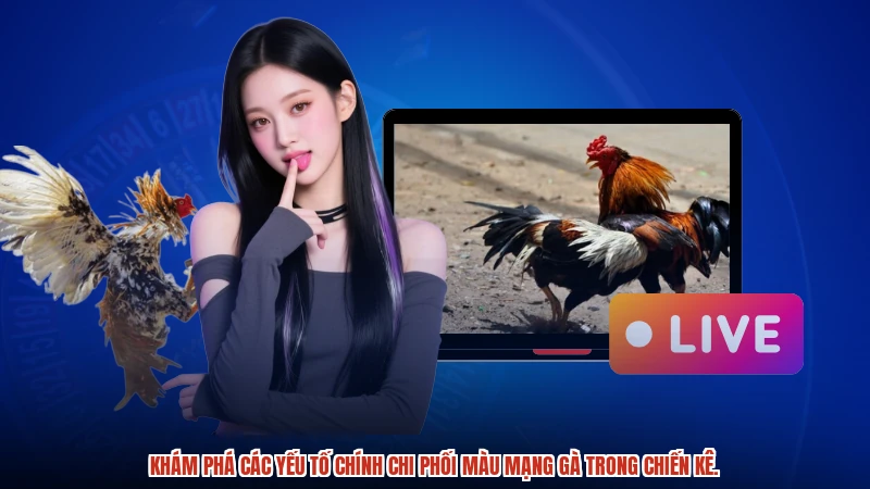 Khám phá các yếu tố chính chi phối màu mạng gà trong chiến kê.