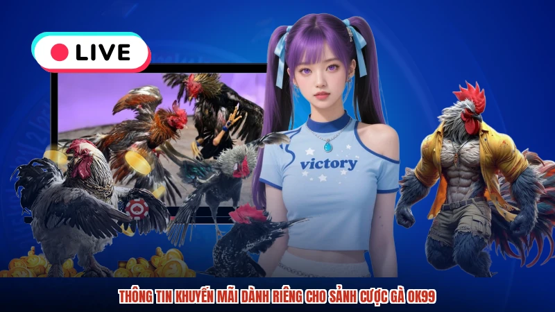 Thông tin khuyến mãi dành riêng cho sảnh cược gà OK99:comimage3