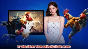 Top Giống Gà Đá Hay Và Kinh Nghiệm Cược Bền Vững Tại OK99