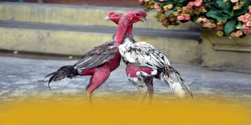 Đội ngũ hỗ trợ người chơi tại GOOD88 Đội ngũ hỗ trợ người chơi tại GOOD88